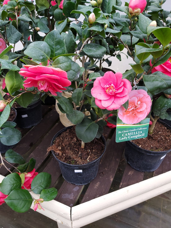 3 Litre Camellia Lady Campbell