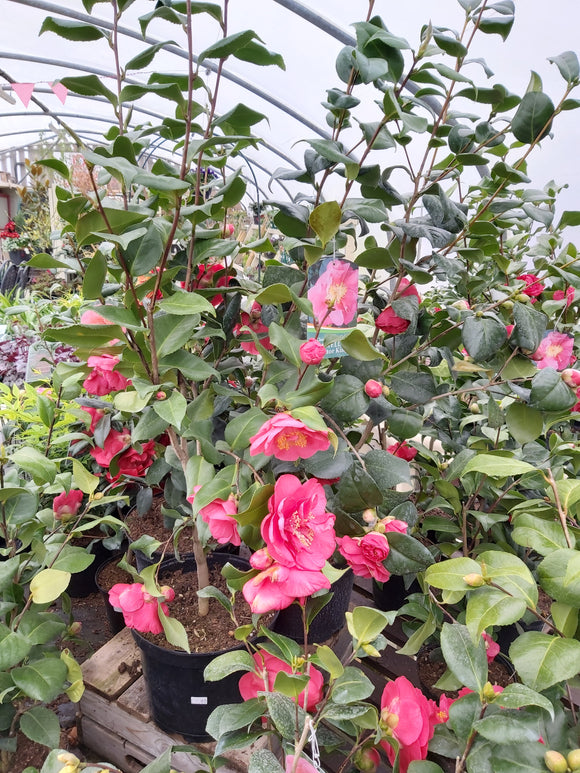 7.5 Litre Camellia Lady Campbell