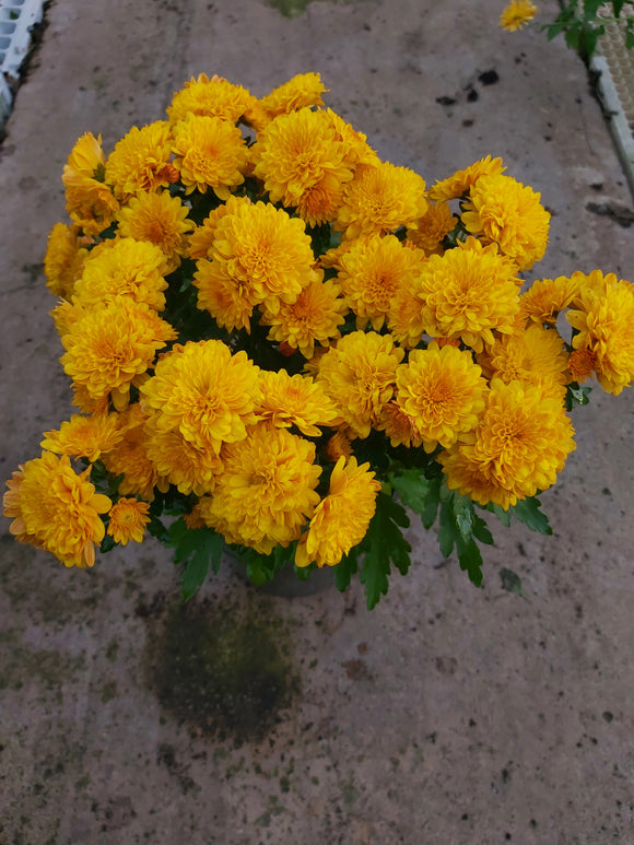 2 Litre Chrysanthemum Orange