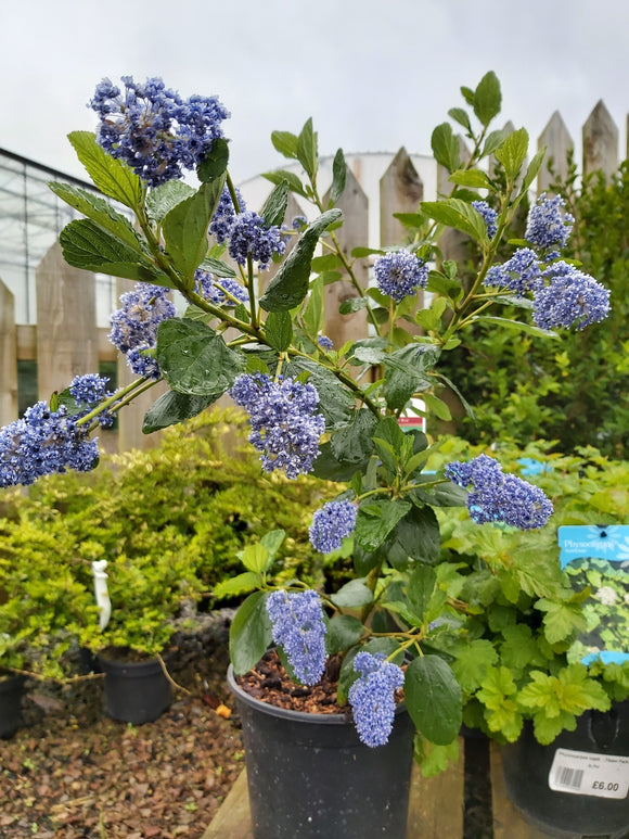 Ceanothus arboreus Trewithen Blue