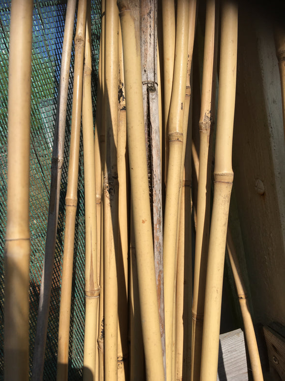 6ft Bamboo Canes
