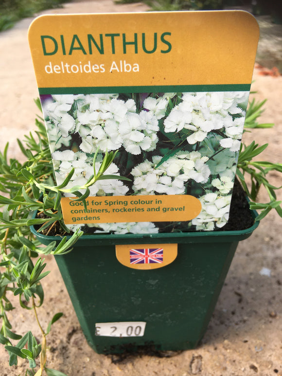 Dianthus Deltoidea Alba